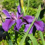 Louisiana Iris rocky Hunt