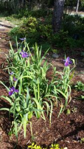 Iris Rocky Hunt after clump division