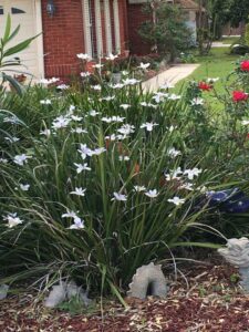 African Iris in the Northeast Florida Landscape 