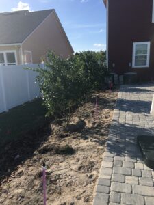 Ligustrum Used as a privacy screen for a garage