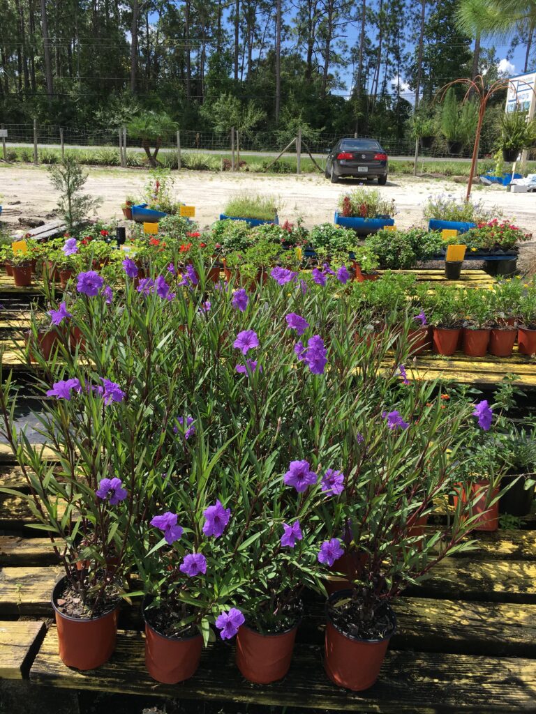 Mexican Petunia purple Myan Series