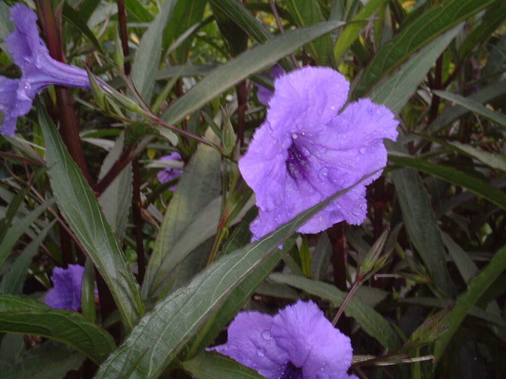 Myan Purple mexican petunia bloom