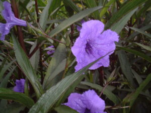 Myan Purple mexican Petunia non invasive ruellia simplex