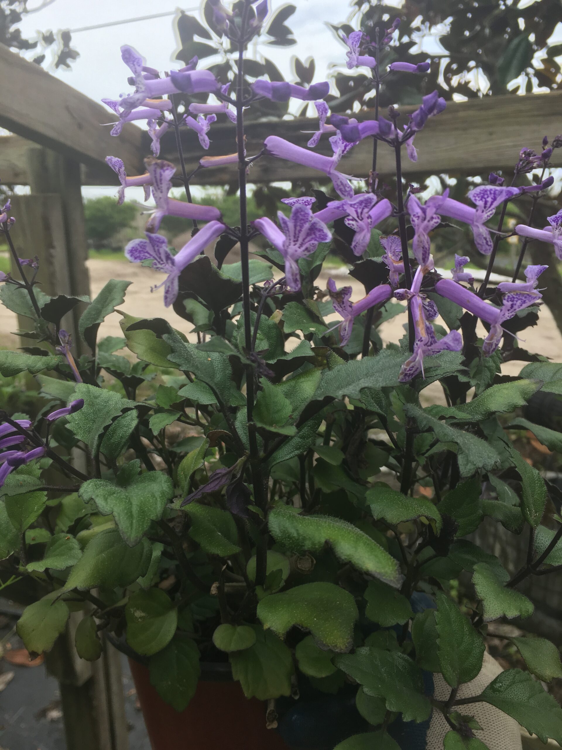 Mona Lavender - Tree Farm & Nursery