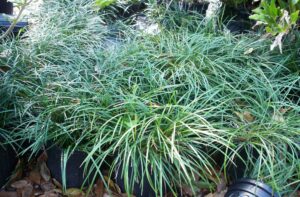 Mondo Grass in a one gallon black nursery pot