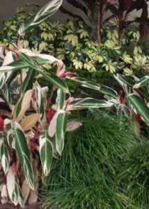 Mondo grass in front of tricolor ginger in the Jackosonville Florida landscape 