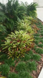 Mass of Dwarf Mondo grass used as an edging plant in front of low growing Bromeliad Plantings St. Augustine Florida 