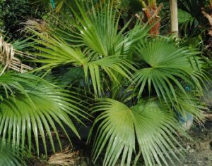 Young Potted Chinese Fan Palm that has not yet developed a taller trunk