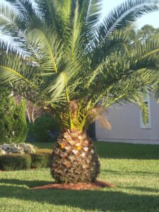 Canary Island Date Palm showing pineapple shape at the base of the palm on a relatively young palm Jacksonville Florida