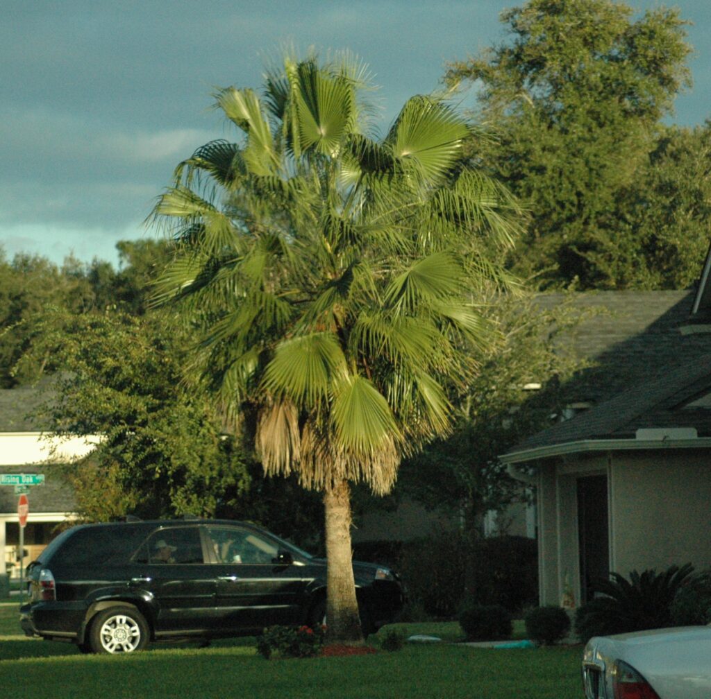 Chinese Fan Palm larger specimen in the St. Augustine Florida area Landscape