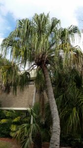 Curved Trunk Ribbon Palm in a home foundation planting St. Augustine Florida