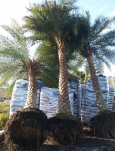 Sylvestris Palms in the loading area waiting to be loaded for delivery and installation S & J Nursery 