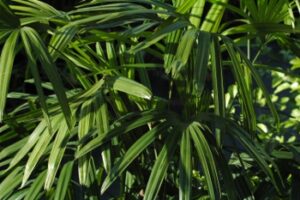 Lady palm Foliage up close St. Augustine Florida 