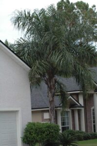 Queen Palm in the St. Johns landscape 