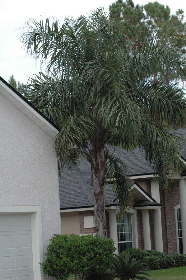 Queen Palm in the St. Johns landscape