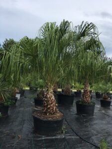 Ribbon palm 45 gallon container S & J Nursery St. Augustine Florida 