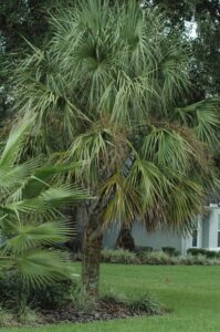 Sabal Palm in the landscape St. Augustine Florida