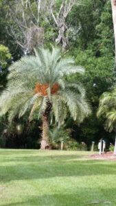 Phoenix Sylvestris showing fruit hanging down in large clusters Jacksonville Florida 