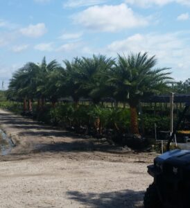 Sylvestris Palms at the Nursery site in St Augustine Florida 