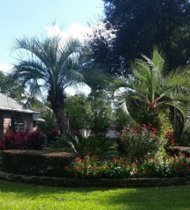 2 Pindo Palms in an Island Bed Jacksonville St. Augustine Florida area