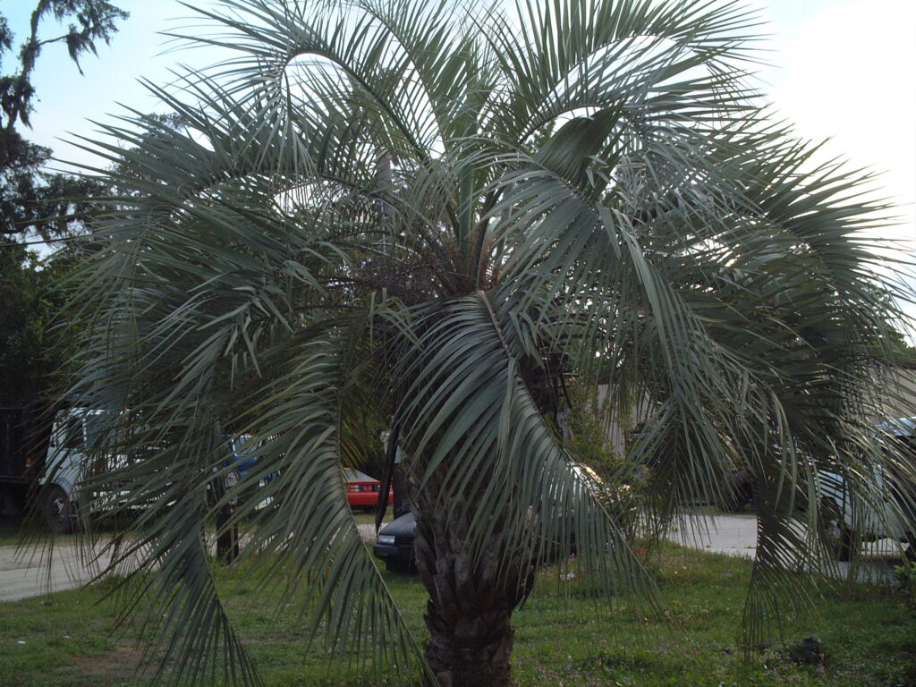 Pindo palm