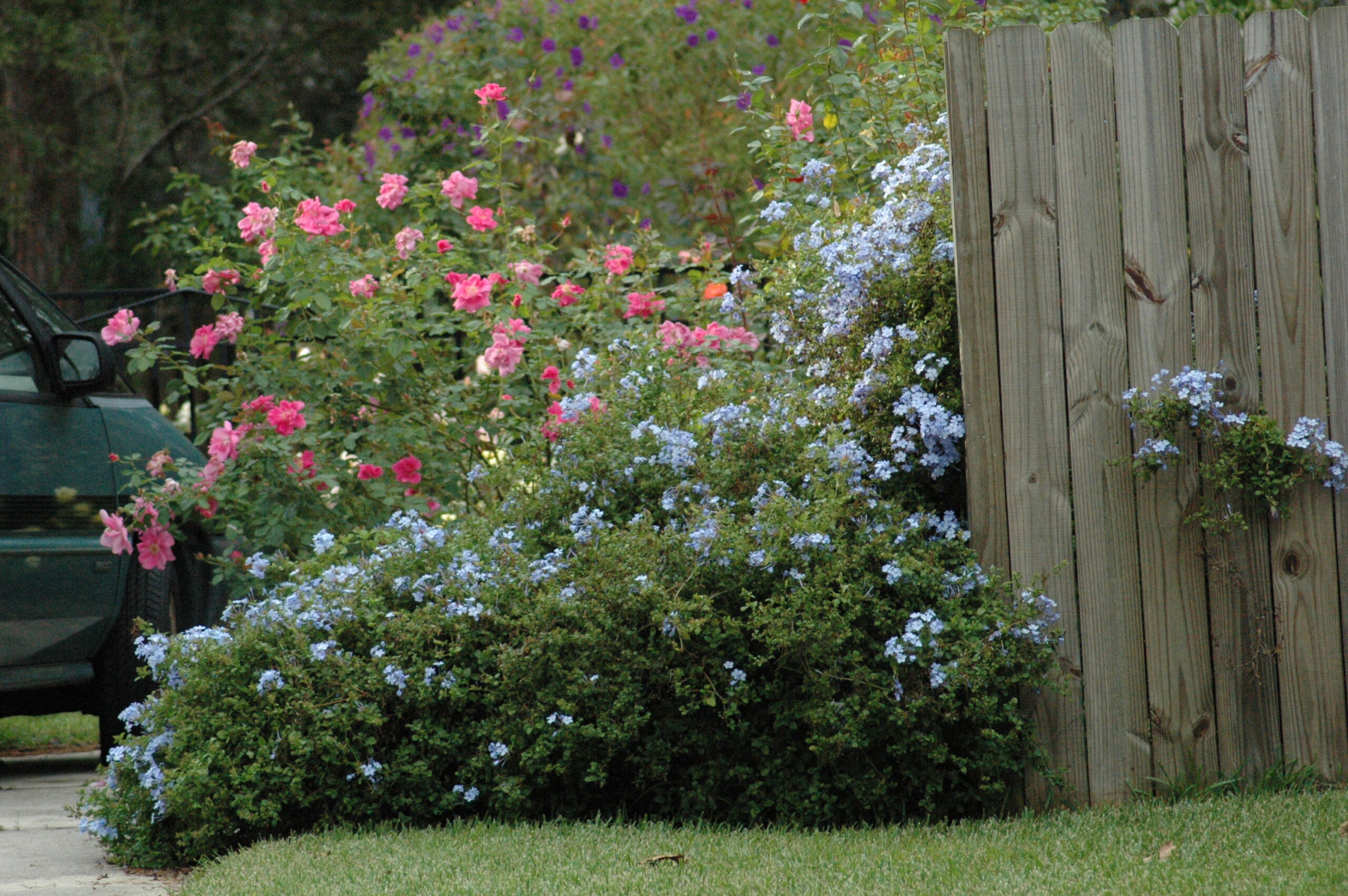 Plumbago – Tree Farm & Nursery