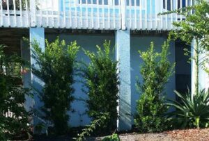 Podocarpus Japanese Yew trees used as a privacy blocker