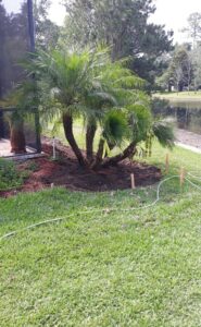 4 trunk Pygmy date palm on the outside of a pool screen enclosure