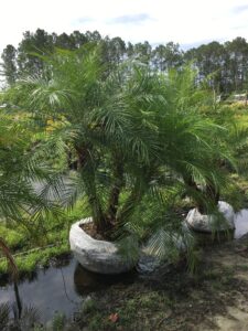 Triple Trunk Roebelenii Palm ready to plant