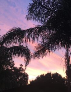 Palm Fronds against the Florida Sky at dusk with the sky in full colors of purple blue pink orange and yellow as the sun sets 