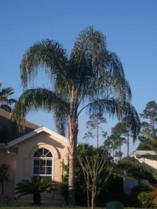 queen Palm fronds cprawled across the skyline Jacksonville Florida 