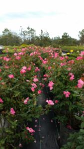 Single Pink Knockout Rose Nursery Crop fo 10 gallon pots