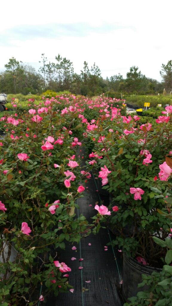 Knockout rose Pink in Nursery container