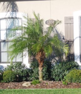 Single trunk Pygmy date Palm in the Northeast Florida Landscape 