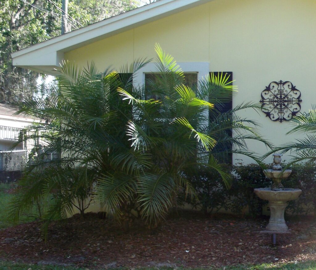 Pygmy date Palm Double trunk in front of a home in the landscape St. Augustine Florida