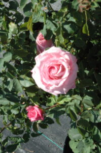 Belindas Dream rose up close bloom