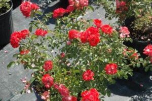 Drift rose coral blooming in a 3 gallon nursery pot