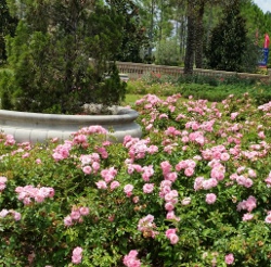 Pink Sweet Drift rose as a subdivision entryway plant