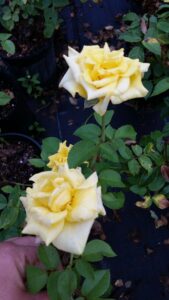 Rose Grandmas Yellow blooms up close