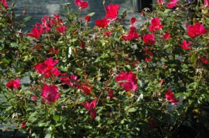 Knockout Rose red crop in nursery containers