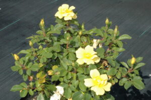 Rose Knockout Sunny Yellow 