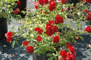 nursery pot of Rose La savilliana