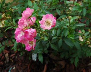 Marthas Vineyard Polyantha Heirloom Rose 