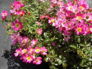 Drift Rose pink single blooms showing on foliage