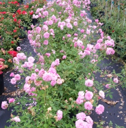 Cladeewell Pink / Pink Pet Heirloom Rose Polyantha