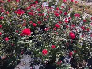 Red Knockout Rose Double