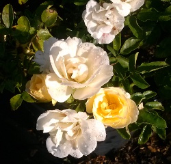 Popcorn Drift Rose