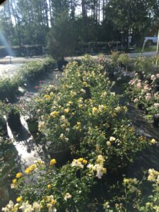 Limoncello Rose Nursery Crop in three gallon containers