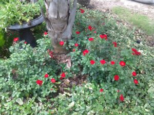 rose La Sevilliana in the St. Augustine area Landscape 