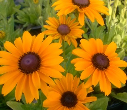 Black Eyed Susan Tiger Eye